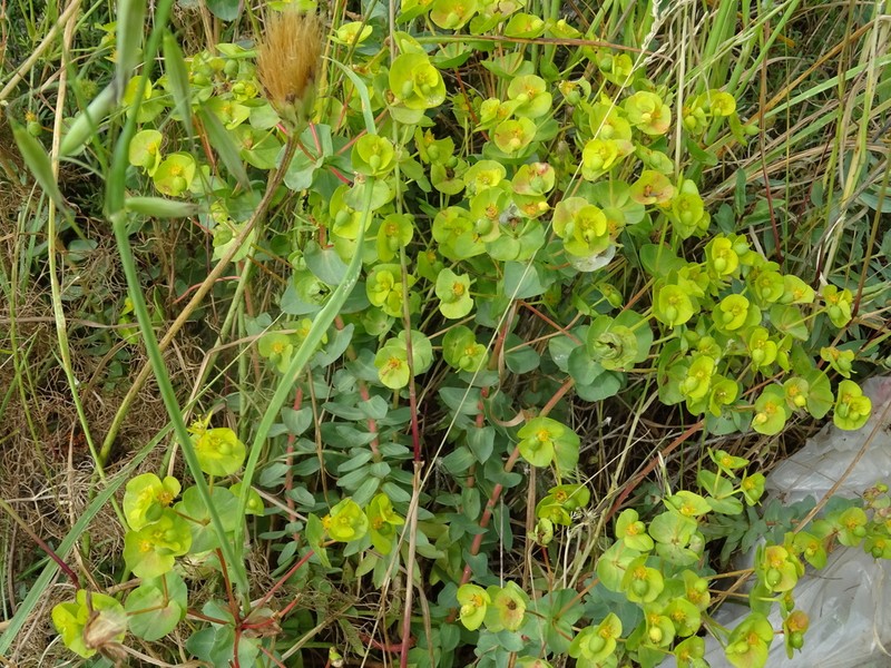 Euphorbia barrelieri photo 7