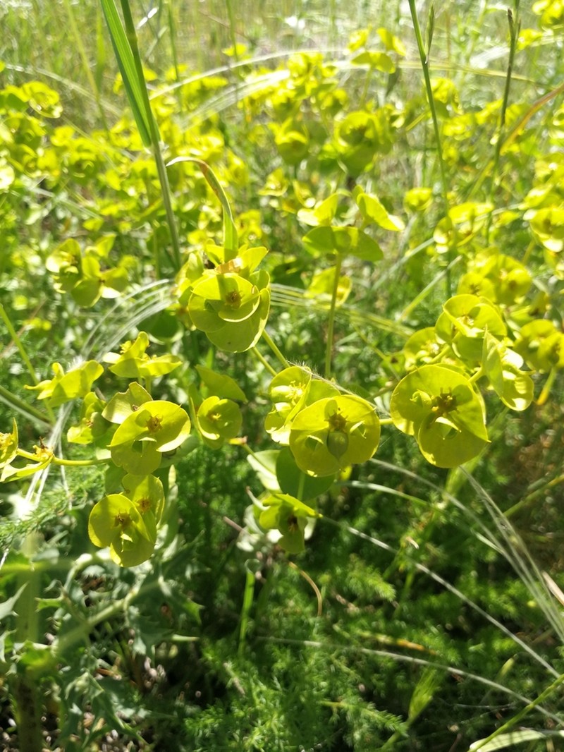 Euphorbia barrelieri photo 8