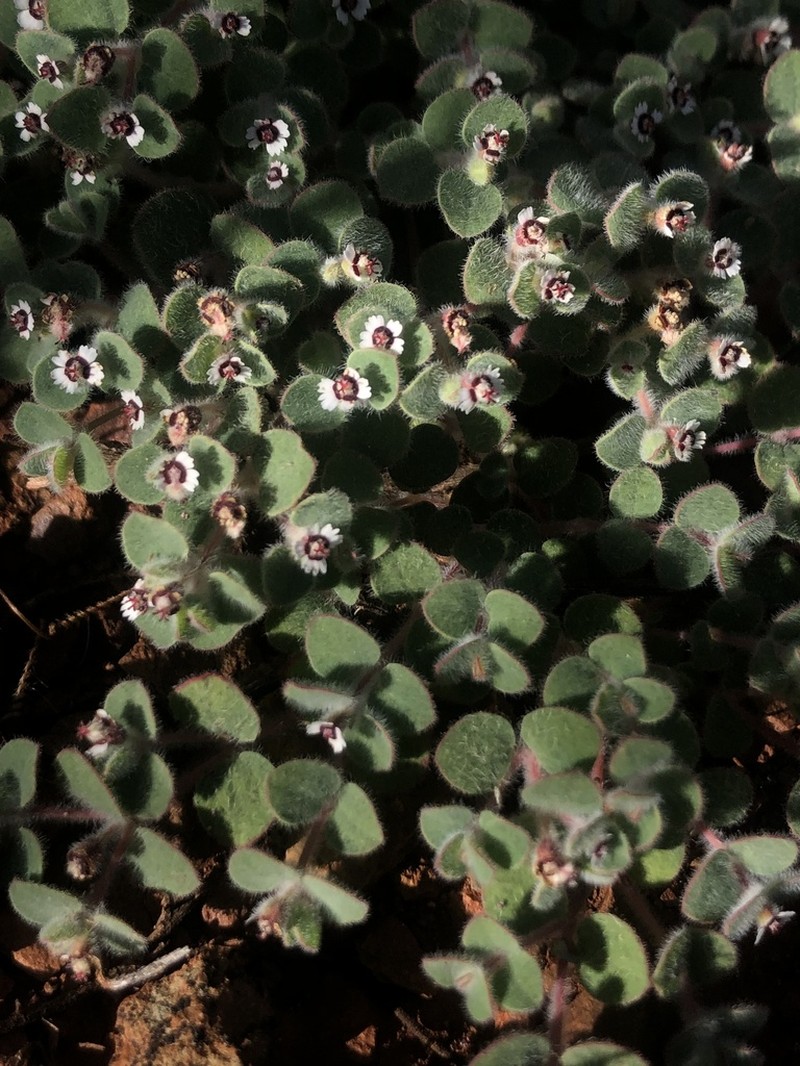 Euphorbia bartolomaei