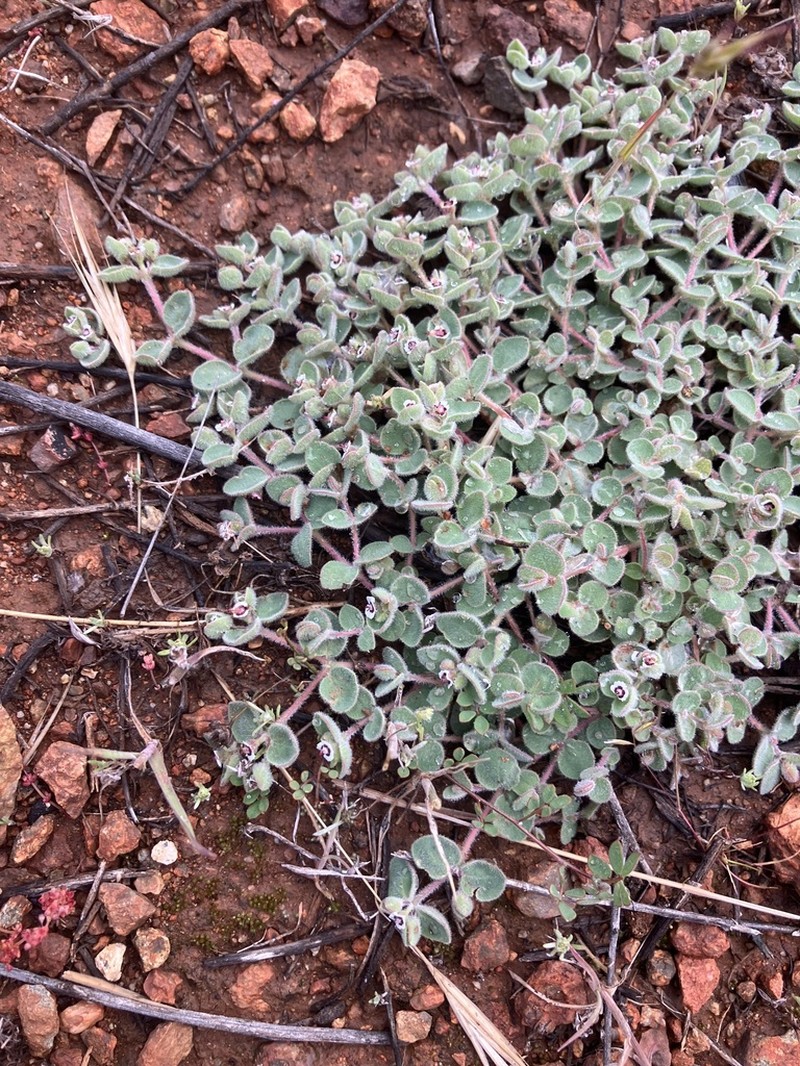 Euphorbia bartolomaei photo 2