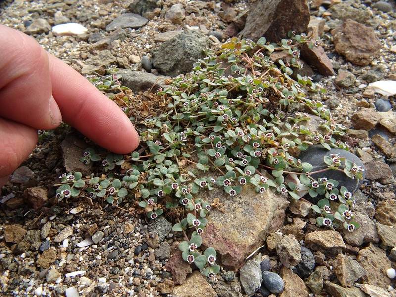 Euphorbia bartolomaei photo 3