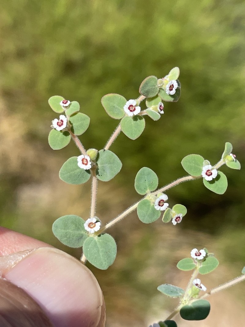 Euphorbia bartolomaei photo 4