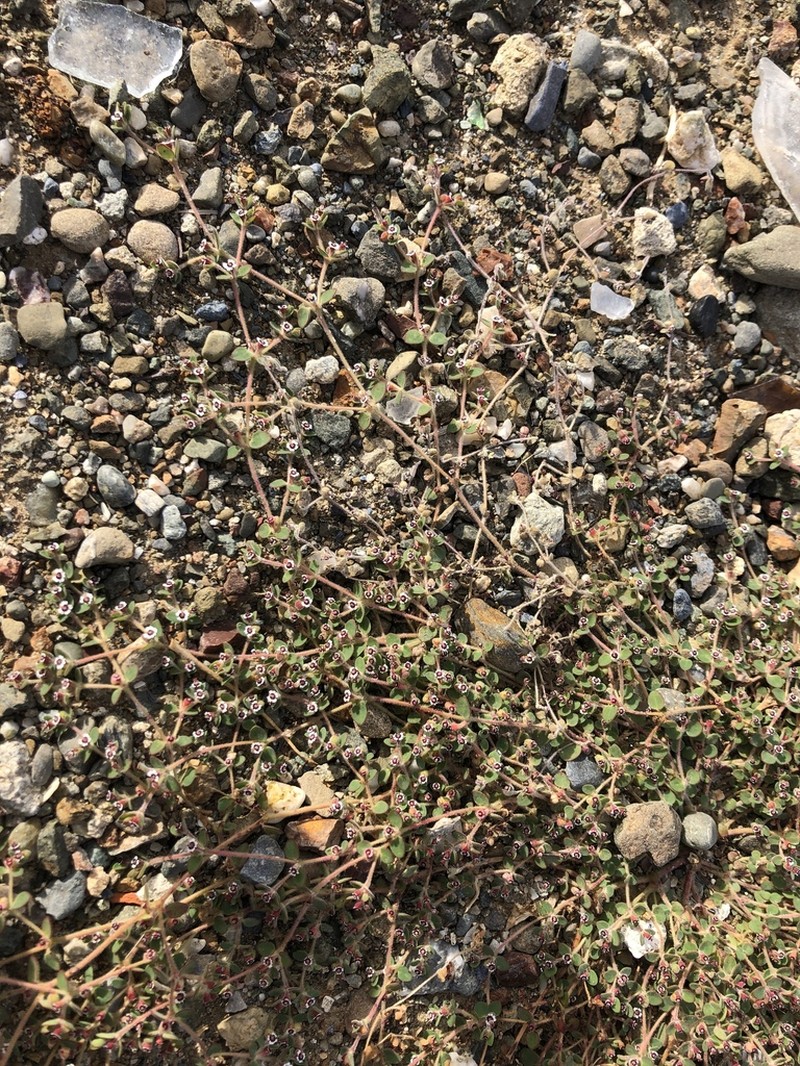Euphorbia bartolomaei photo 5