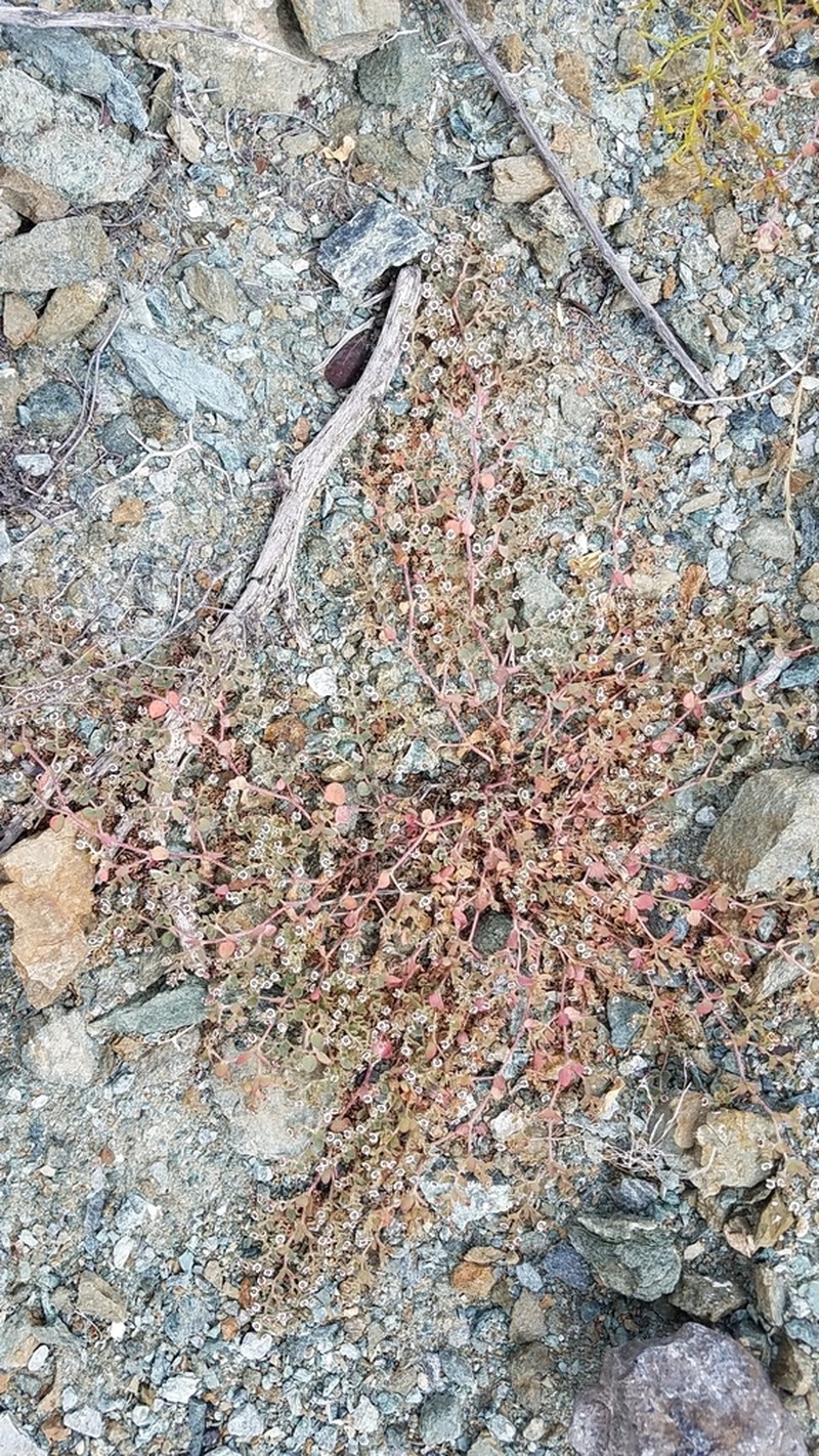 Euphorbia bartolomaei photo 6