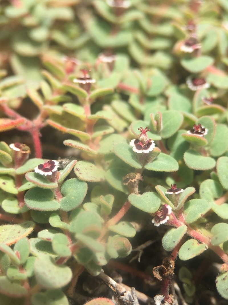 Euphorbia bartolomaei photo 8