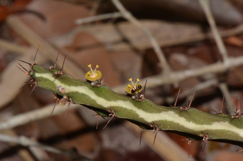 Euphorbia baylissii photo 2