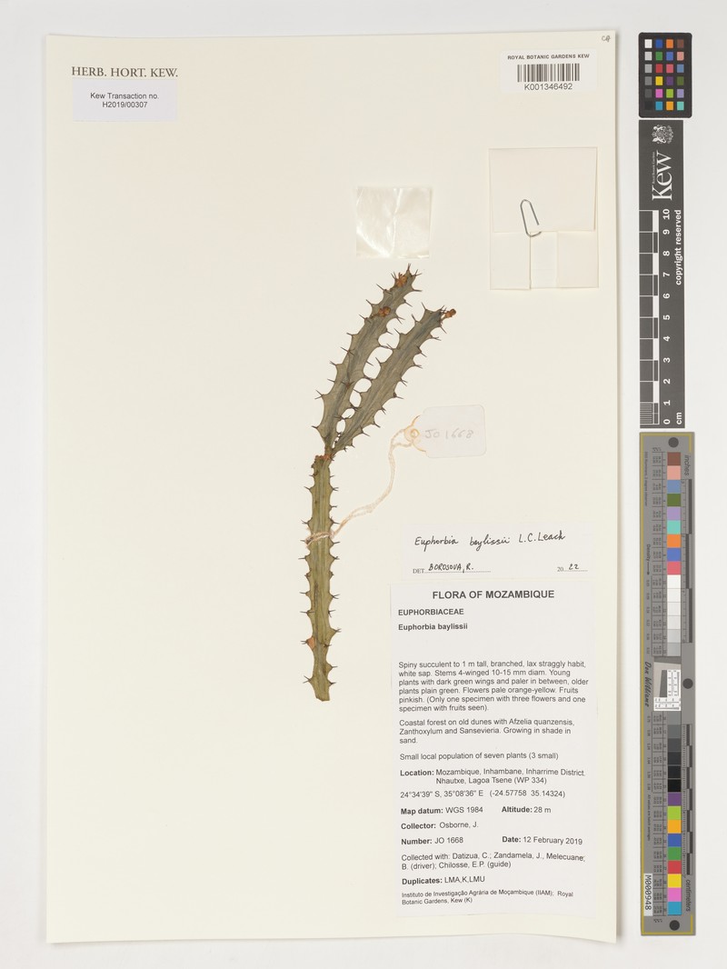Euphorbia baylissii photo 3