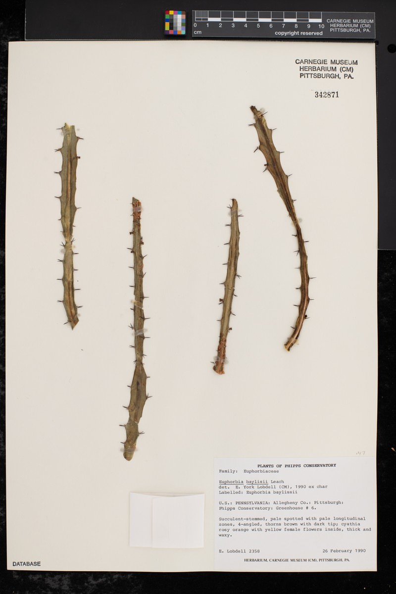 Euphorbia baylissii photo 4
