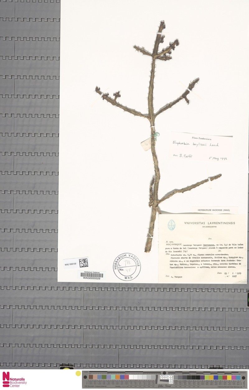 Euphorbia baylissii photo 6