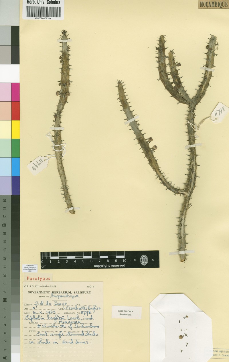 Euphorbia baylissii