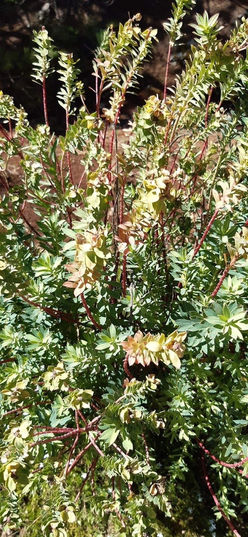 Euphorbia beamanii photo 2