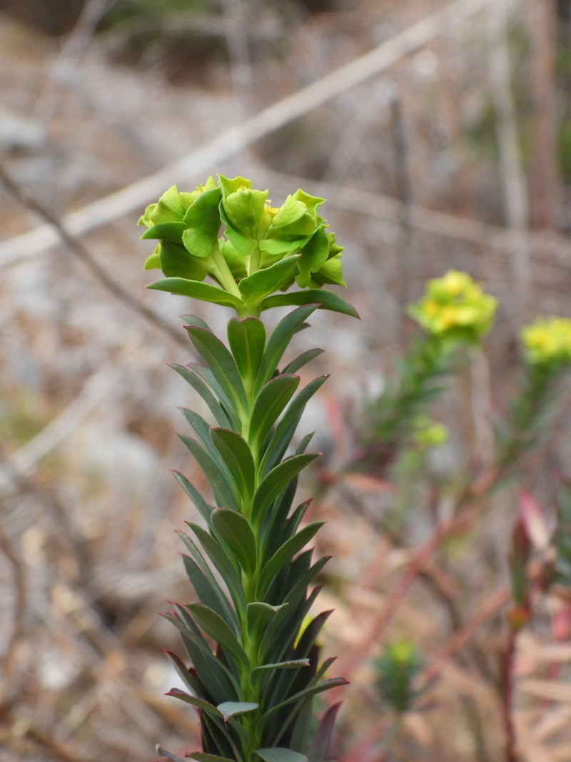 Euphorbia beamanii photo 3