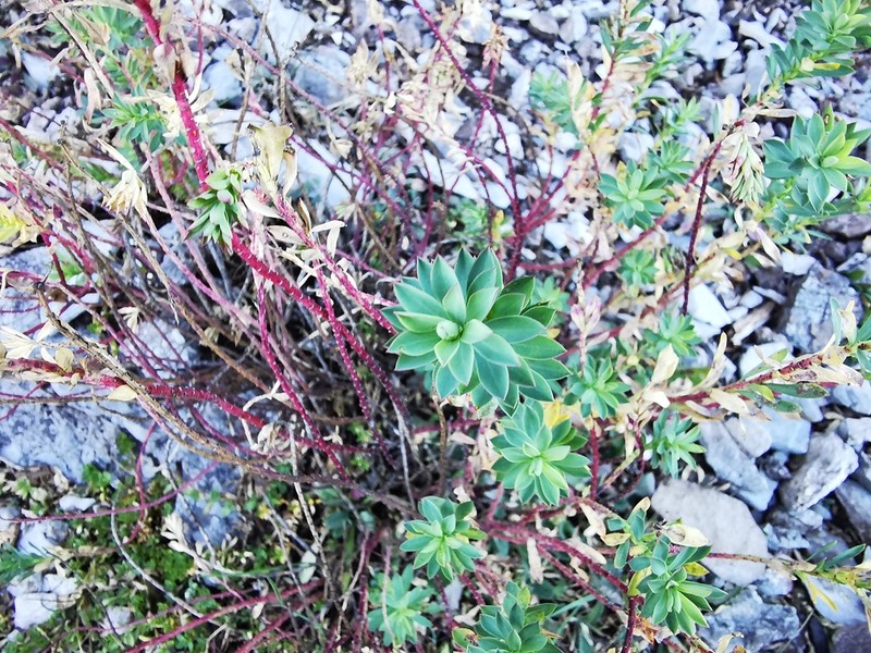 Euphorbia beamanii photo 4