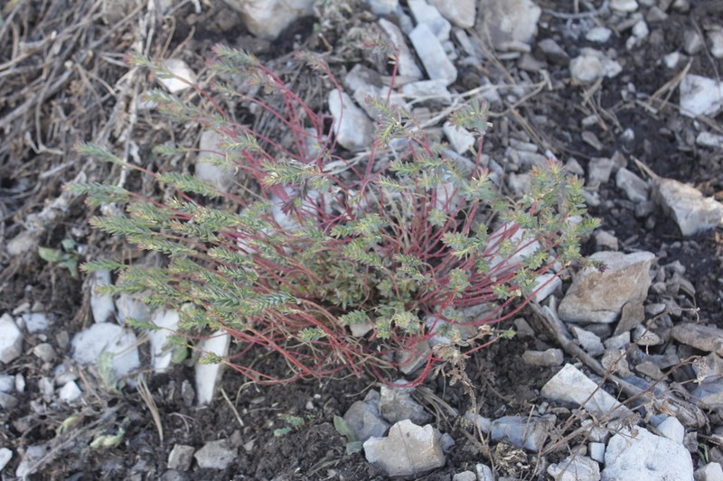 Euphorbia beamanii photo 5