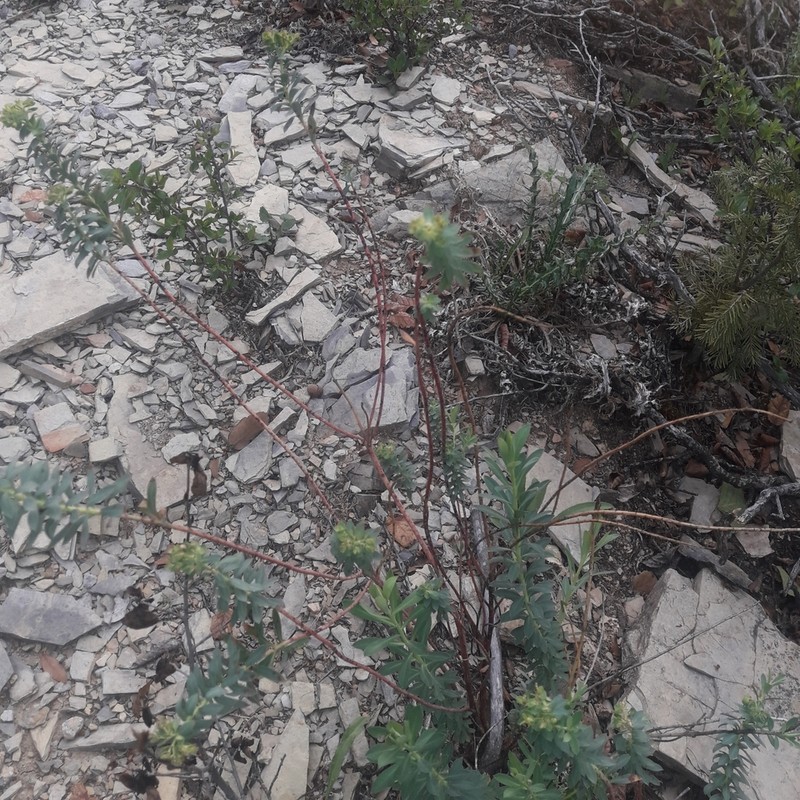 Euphorbia beamanii photo 6