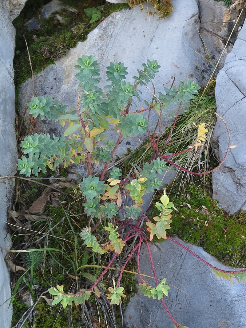 Euphorbia beamanii photo 7