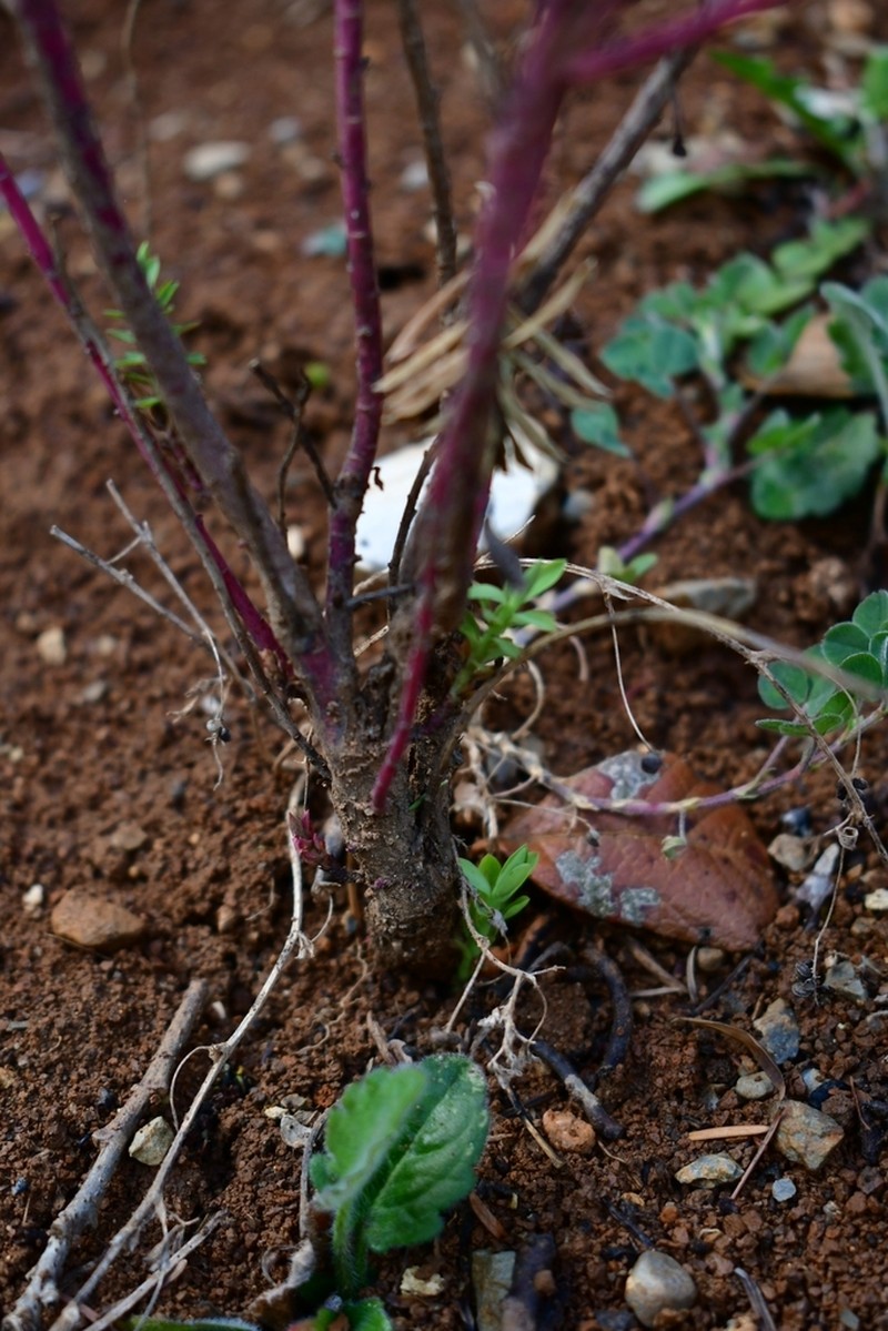 Euphorbia beamanii photo 8