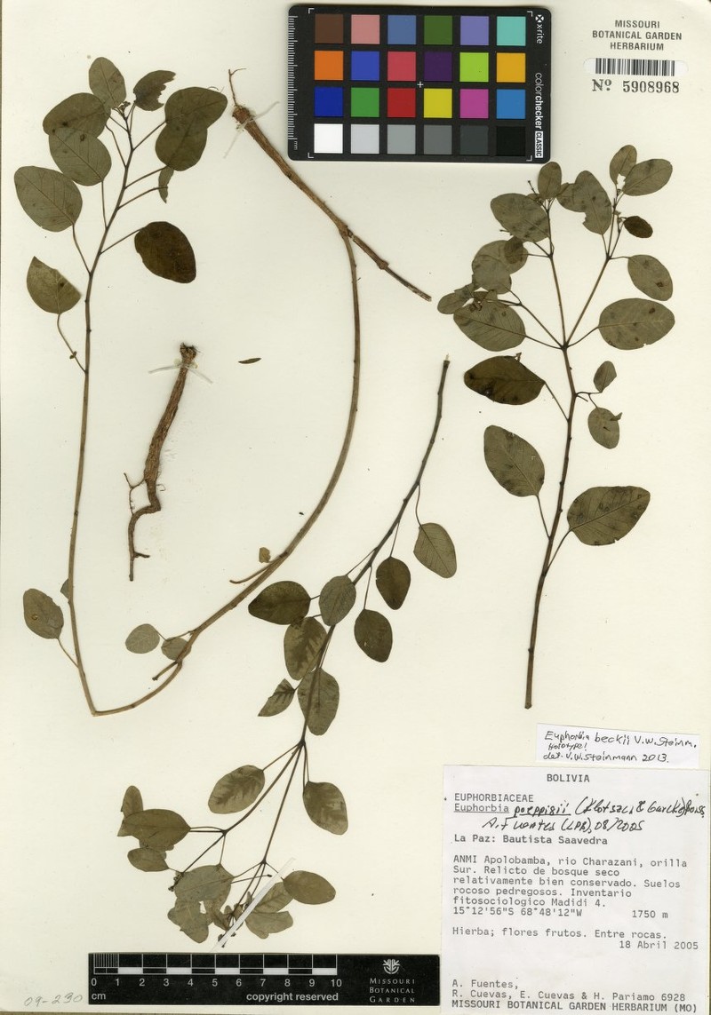 Euphorbia beckii