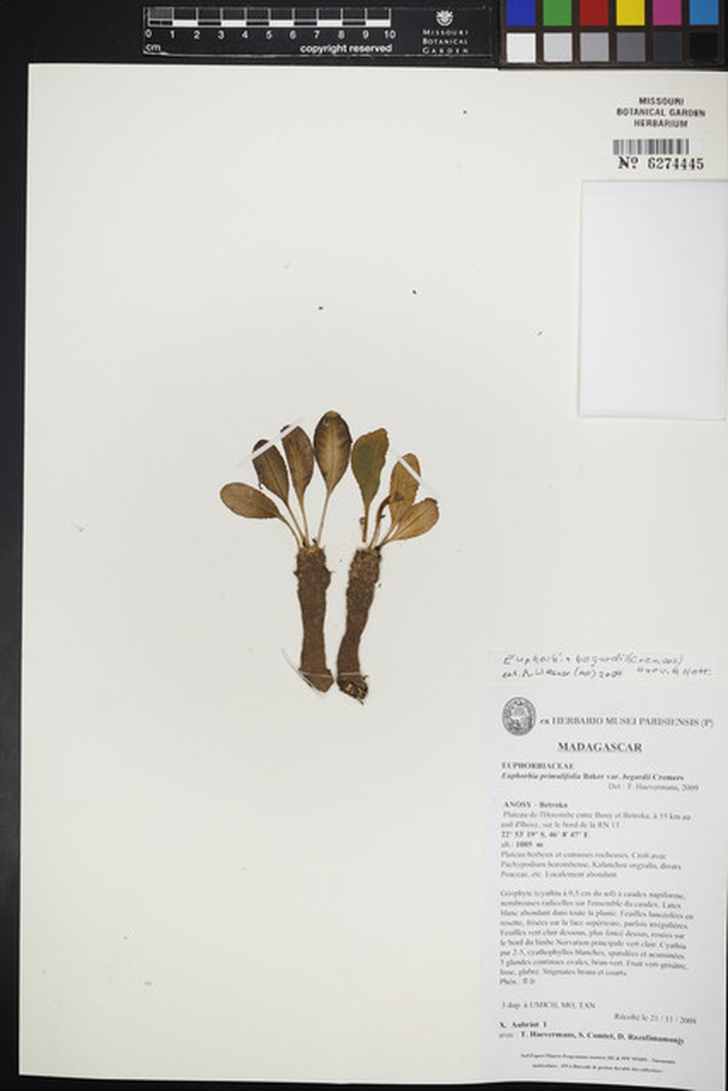 Euphorbia begardii photo 3