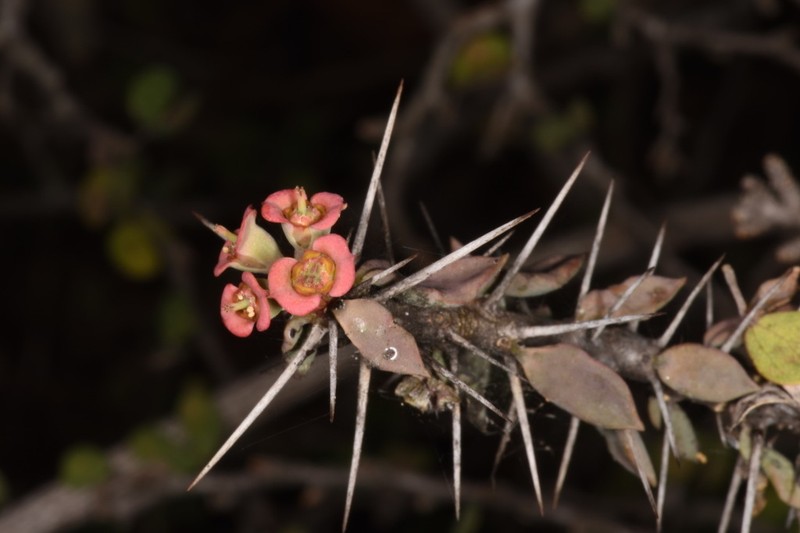Euphorbia beharensis