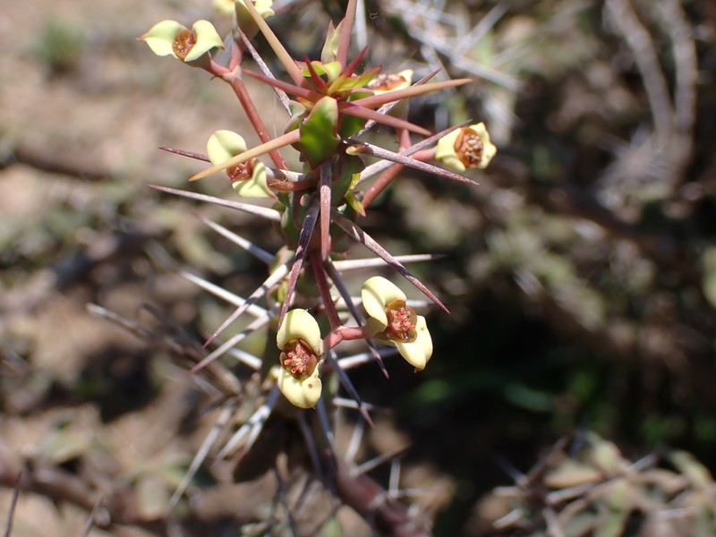 Euphorbia beharensis photo 2