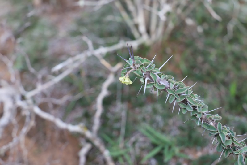 Euphorbia beharensis photo 4