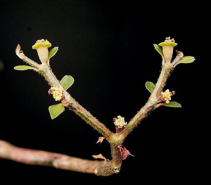 Euphorbia bemarahaensis