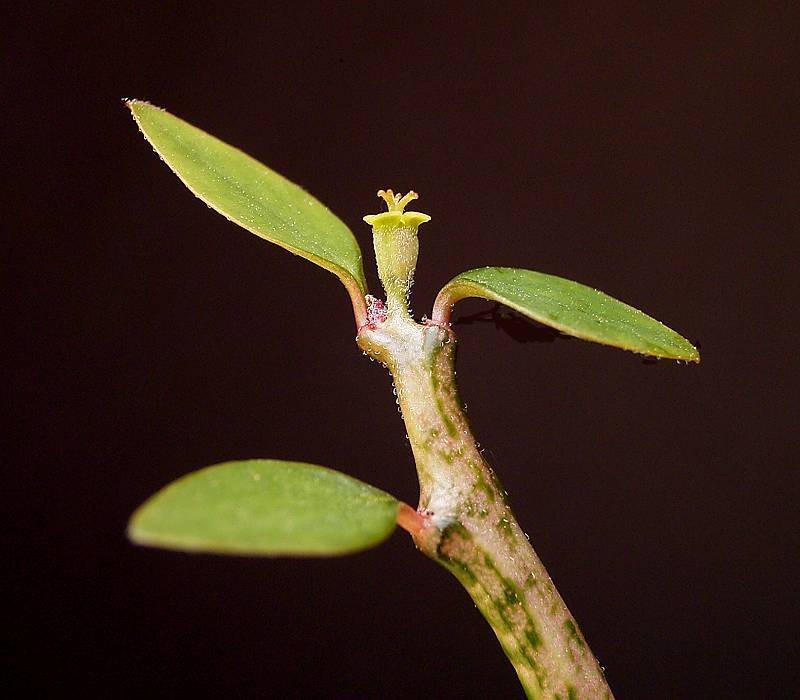Euphorbia bemarahaensis photo 2