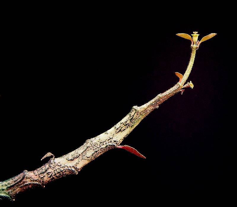 Euphorbia bemarahaensis photo 3