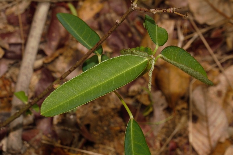 Euphorbia benthamii photo 2