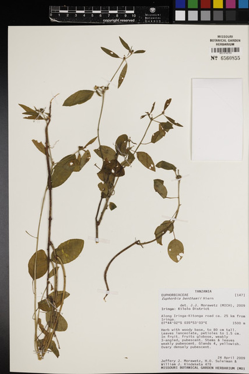 Euphorbia benthamii photo 6