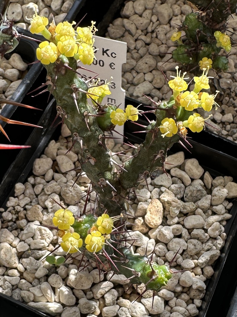 Euphorbia bertemariae