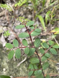 Euphorbia berteroana