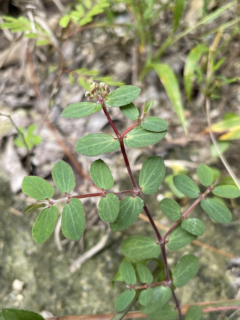 Euphorbia berteroana