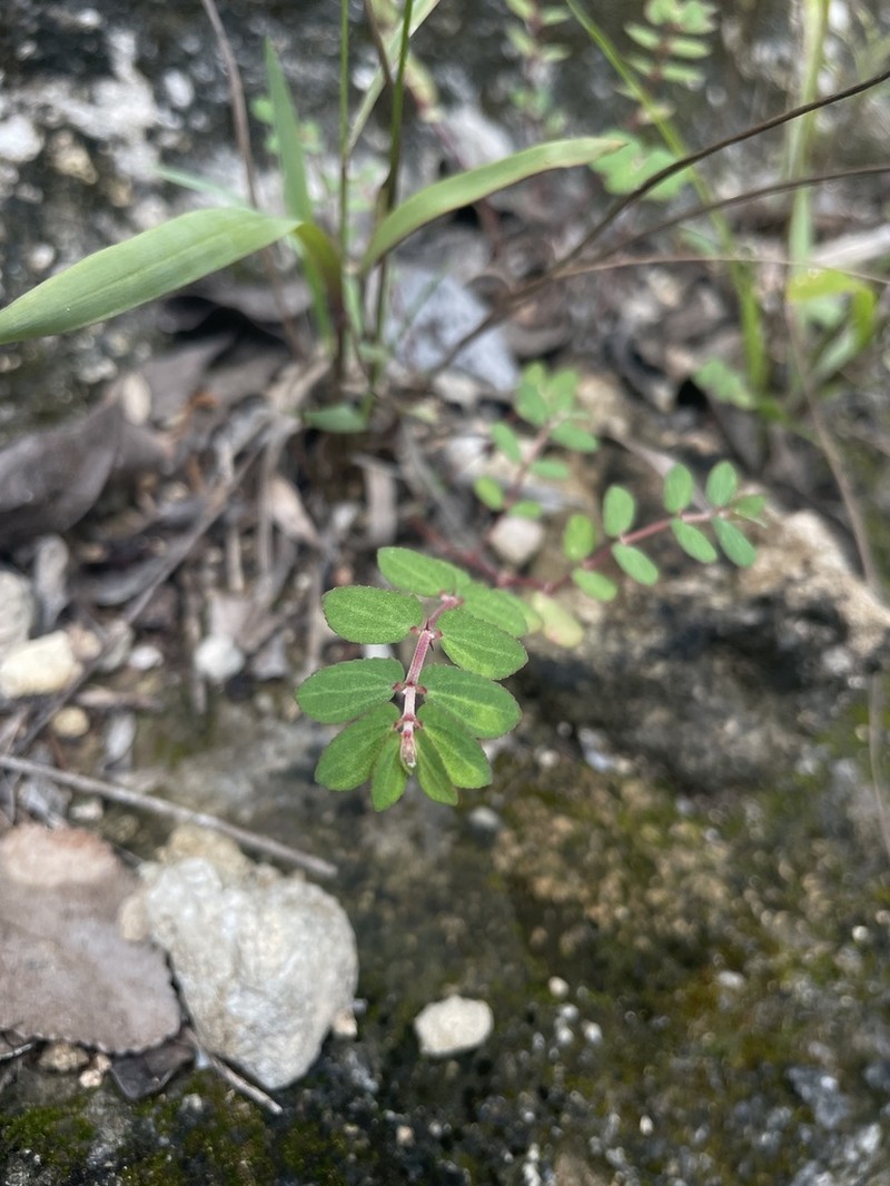 Euphorbia berteroana photo 2