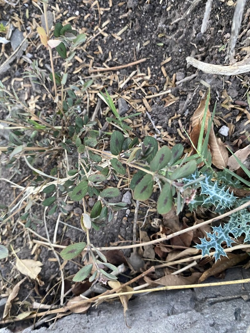Euphorbia berteroana photo 3