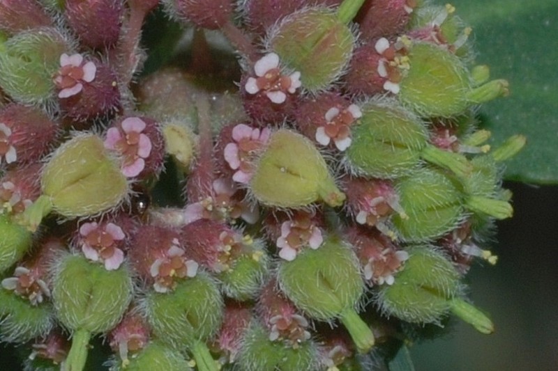 Euphorbia berteroana photo 4