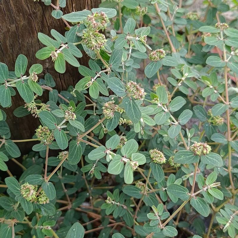 Euphorbia berteroana photo 5