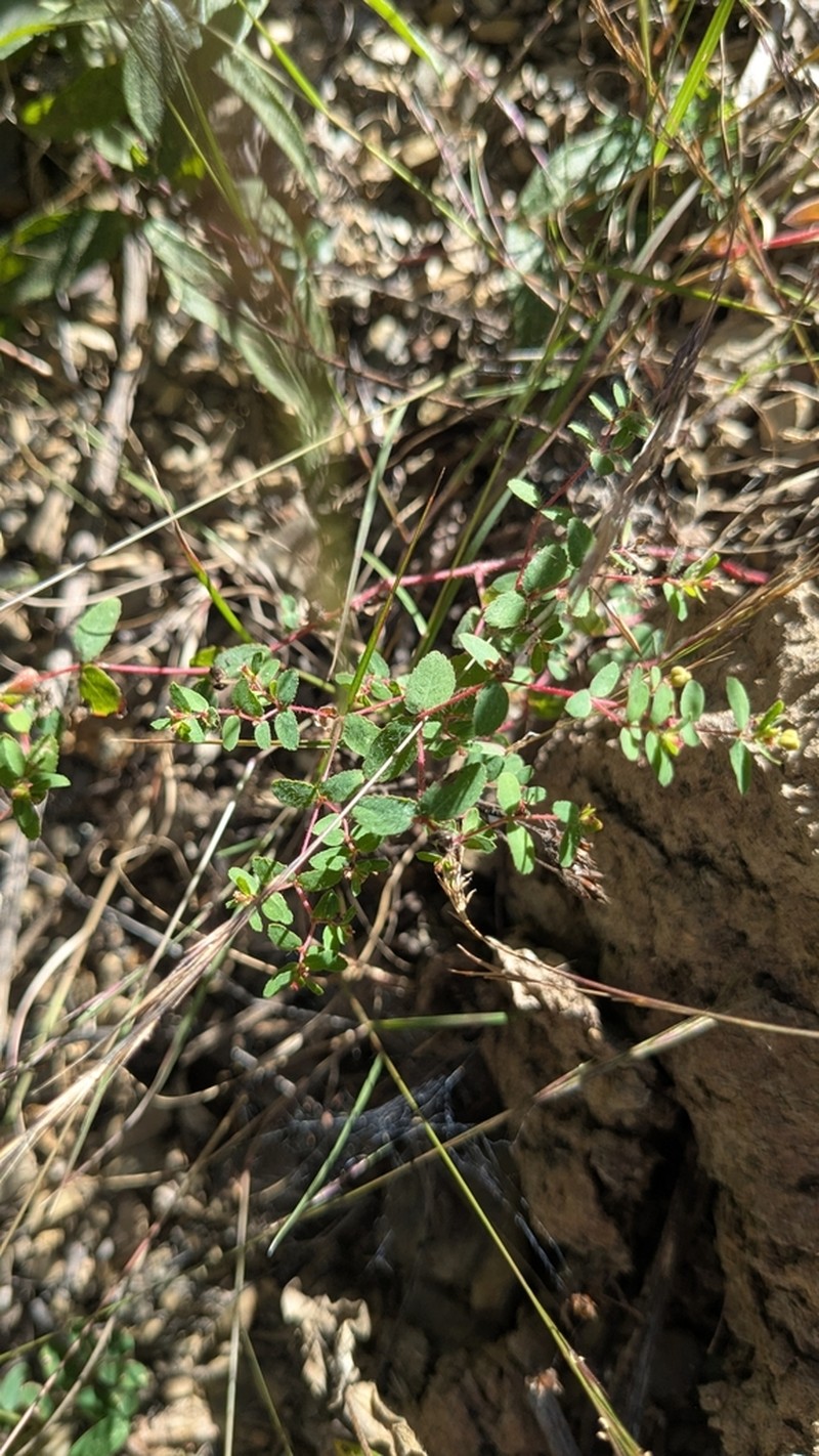 Euphorbia berteroana photo 6