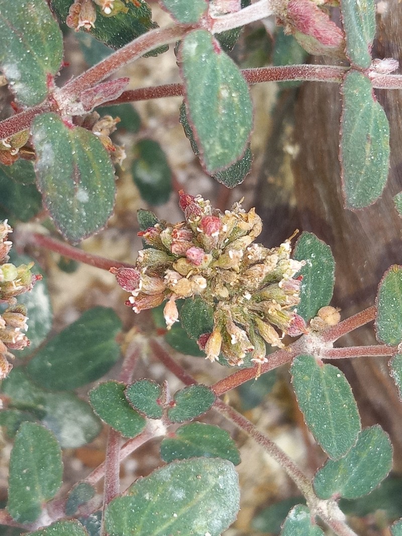 Euphorbia berteroana photo 7