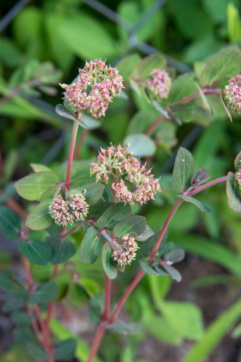 Euphorbia berteroana photo 8