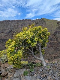 Euphorbia berthelotii