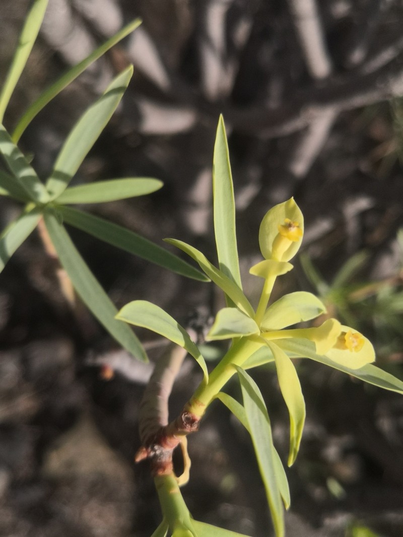 Euphorbia berthelotii photo 2