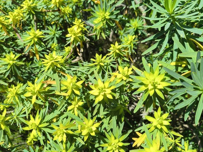Euphorbia berthelotii photo 4