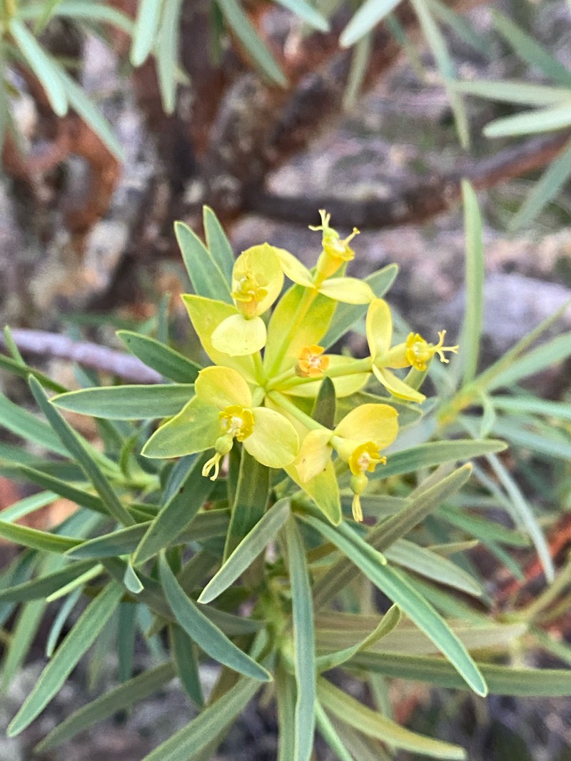 Euphorbia berthelotii photo 5