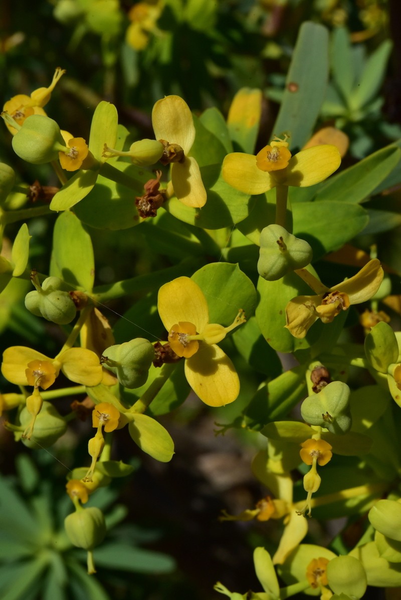 Euphorbia berthelotii photo 6