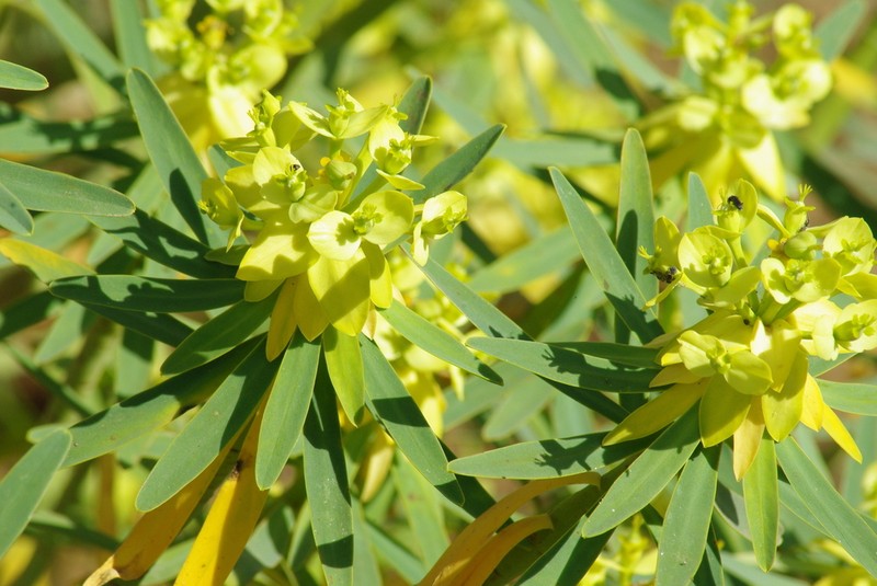 Euphorbia berthelotii photo 7