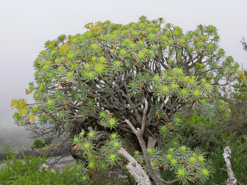 Euphorbia berthelotii photo 8