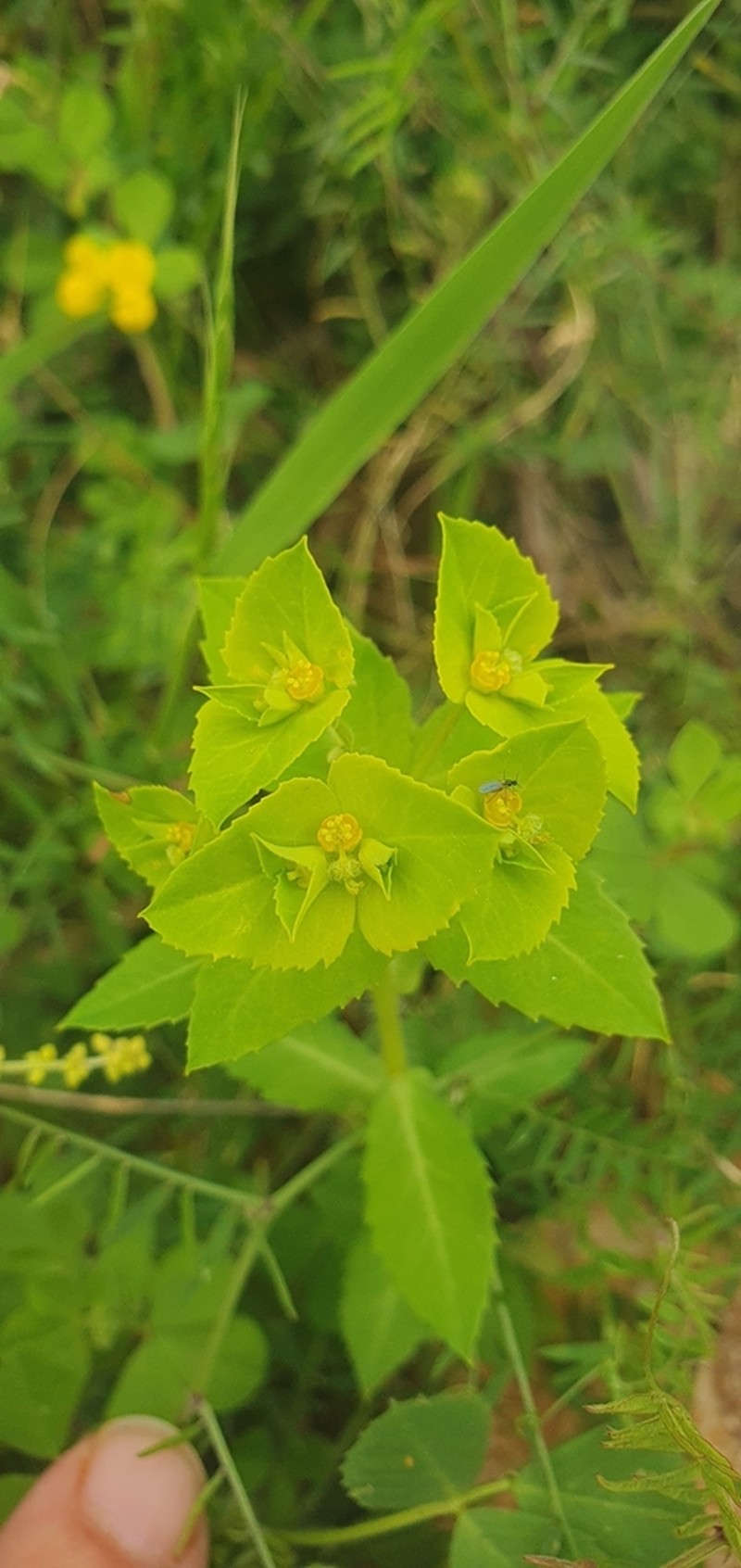 Euphorbia berythea