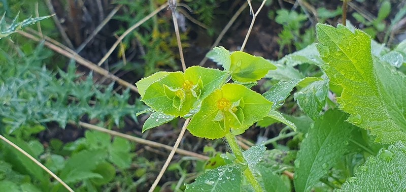 Euphorbia berythea photo 2